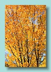 130_Autumn Leaves